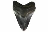Fossil Megalodon Tooth - South Carolina #130843-1